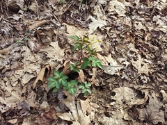 Thaspium barbinode