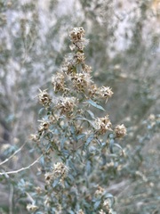 Brickellia longifolia multiflora