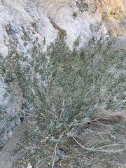 Brickellia longifolia multiflora