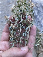Brickellia longifolia multiflora