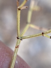 Eriogonum heermannii