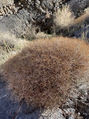 Eriogonum heermannii
