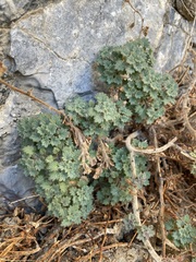 Phacelia perityloides