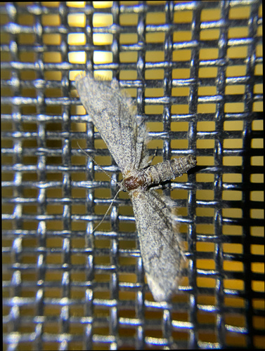 iNaturalist observation photo of Geometer Moths
