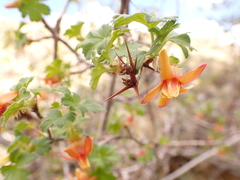 Ribes pinetorum