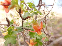Ribes pinetorum