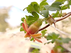 Ribes pinetorum