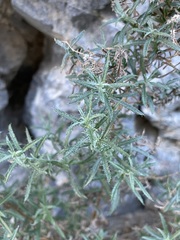 Johnstonella racemosa