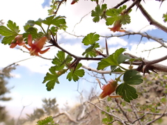 Ribes pinetorum