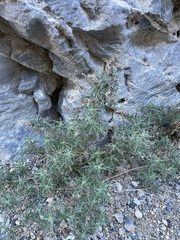 Johnstonella racemosa