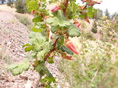 Ribes pinetorum