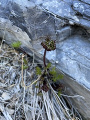 Cymopterus panamintensis panamintensis