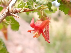 Ribes pinetorum