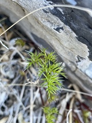 Cymopterus panamintensis panamintensis
