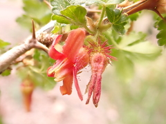 Ribes pinetorum