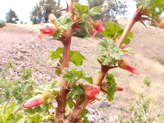 Ribes pinetorum