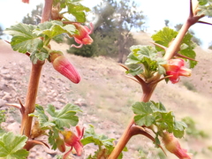 Ribes pinetorum