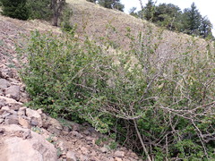 Ribes pinetorum