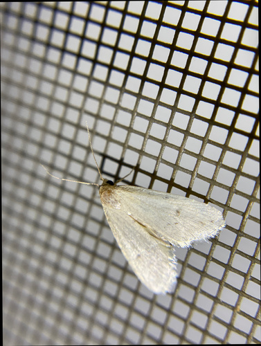 iNaturalist observation photo of Butterflies and Moths