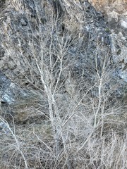 Populus fremontii fremontii