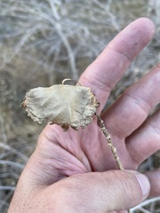 Populus fremontii fremontii