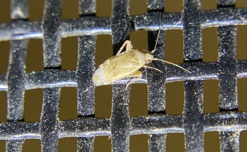 iNaturalist observation photo of Plant Bugs
