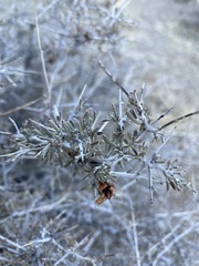 Coleogyne ramosissima