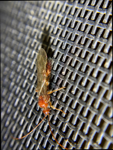 iNaturalist observation photo of Brachycistidinae