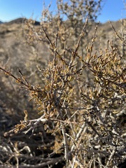 Coleogyne ramosissima