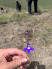 Lobelia preslii