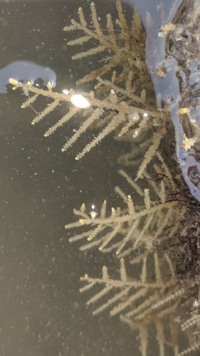 Idiellana pristis