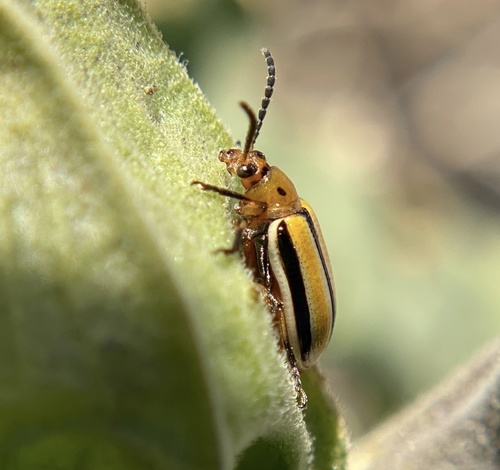 iNaturalist observation photo of Three-lined Potato Beetle