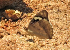 Junonia oenone oenone