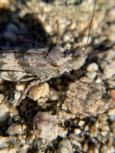 iNaturalist observation photo of Pallid-winged Grasshopper