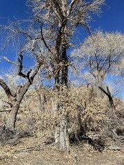 Populus fremontii fremontii