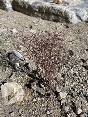 Eriogonum rixfordii