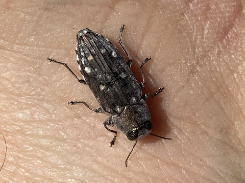 iNaturalist observation photo of Chrysobothris octocola