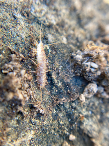 iNaturalist observation photo of Typical Silverfishes