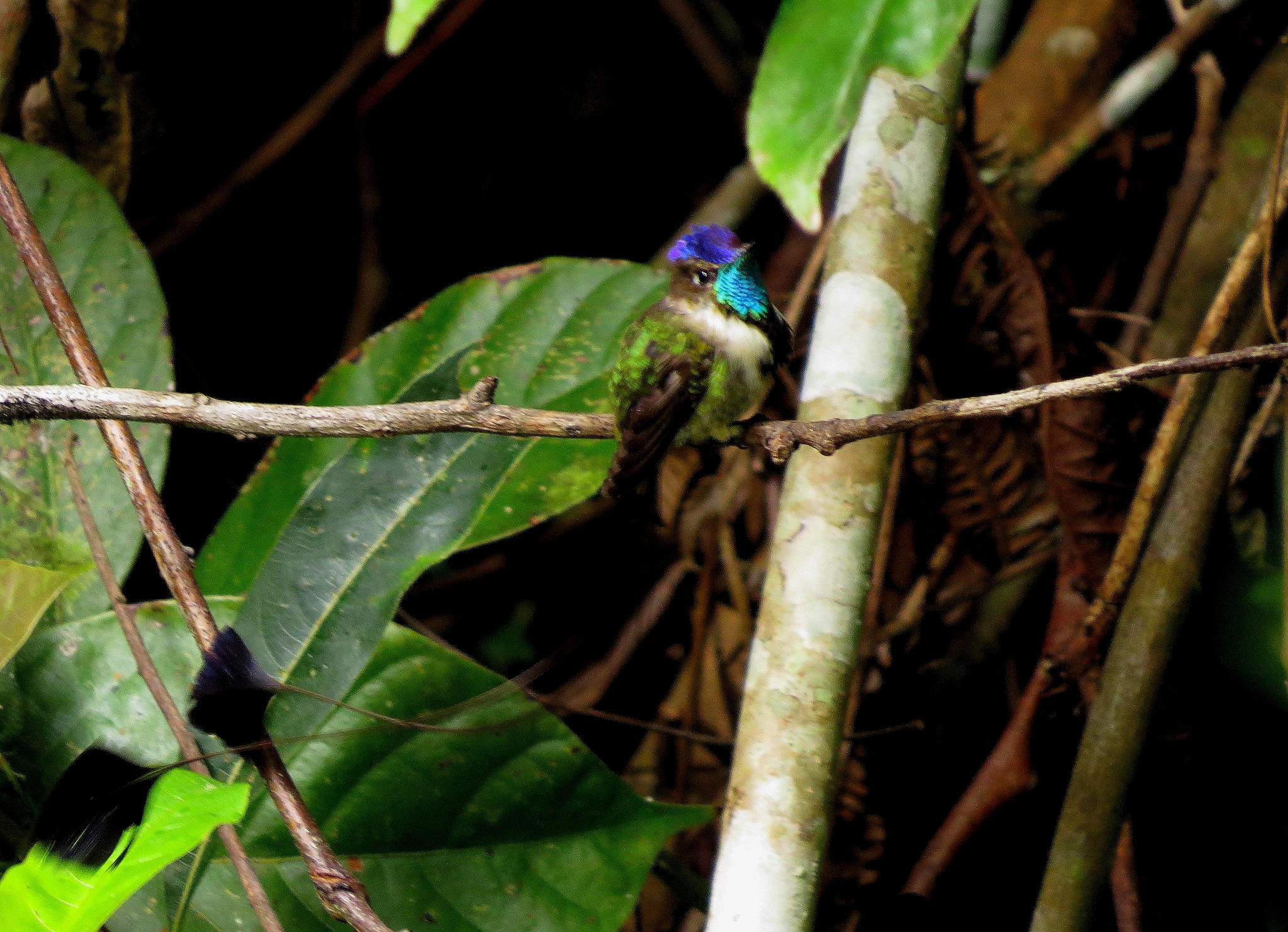 Marvelous Spatuletail (Loddigesia mirabilis), photo 2