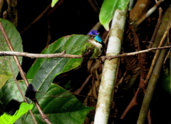 Loddigesia mirabilis