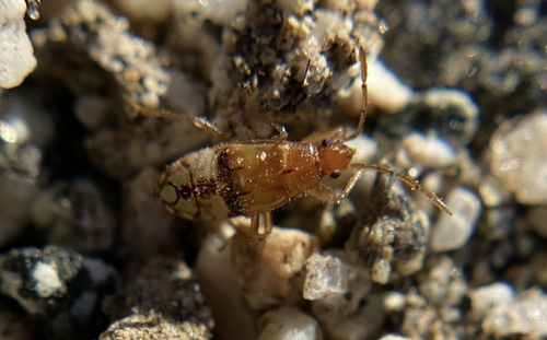 iNaturalist observation photo of Dirt-colored Seed Bugs