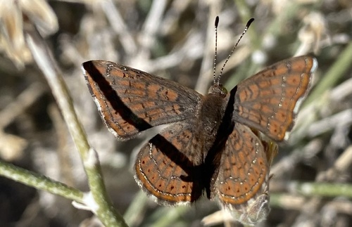 iNaturalist observation photo of Wright's Metalmark