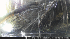 Troglodytes aedon chilensis