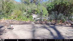 Sylvilagus audubonii