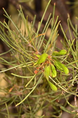 Acacia paraneura