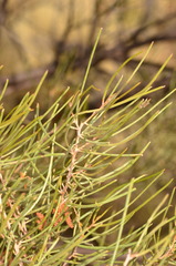 Acacia paraneura