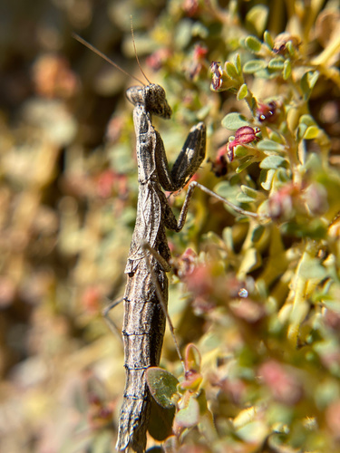 iNaturalist observation photo of American Ground Mantises
