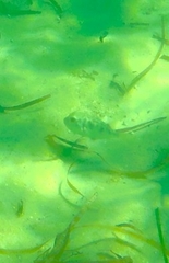 Contusus brevicaudus