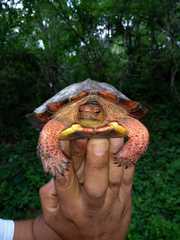 Rhinoclemmys pulcherrima rogerbarbouri