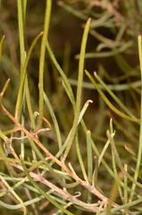 Acacia paraneura